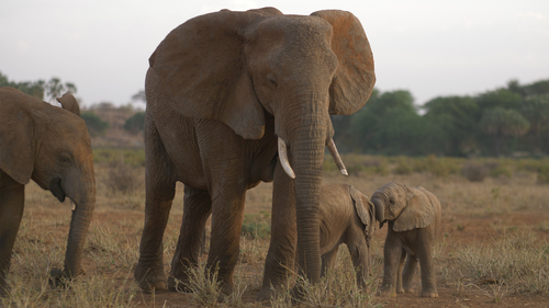 Chasing the Rains - Episode 3