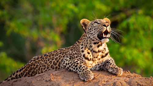 The Wild Sides - The Drought