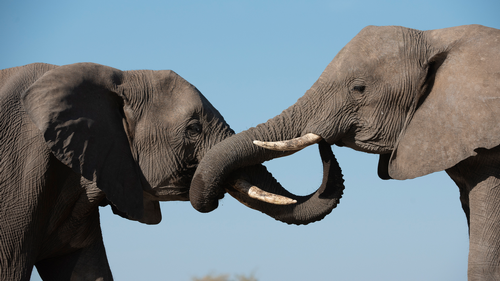 The Wild Sides - Flood and Foes