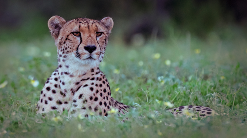 The Wild Sides - Growing Up