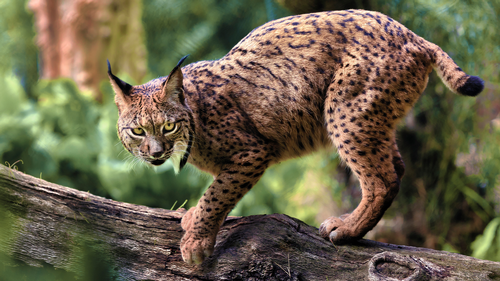 Wild Spring - Predation