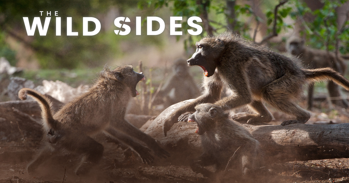 The Wild Sides
