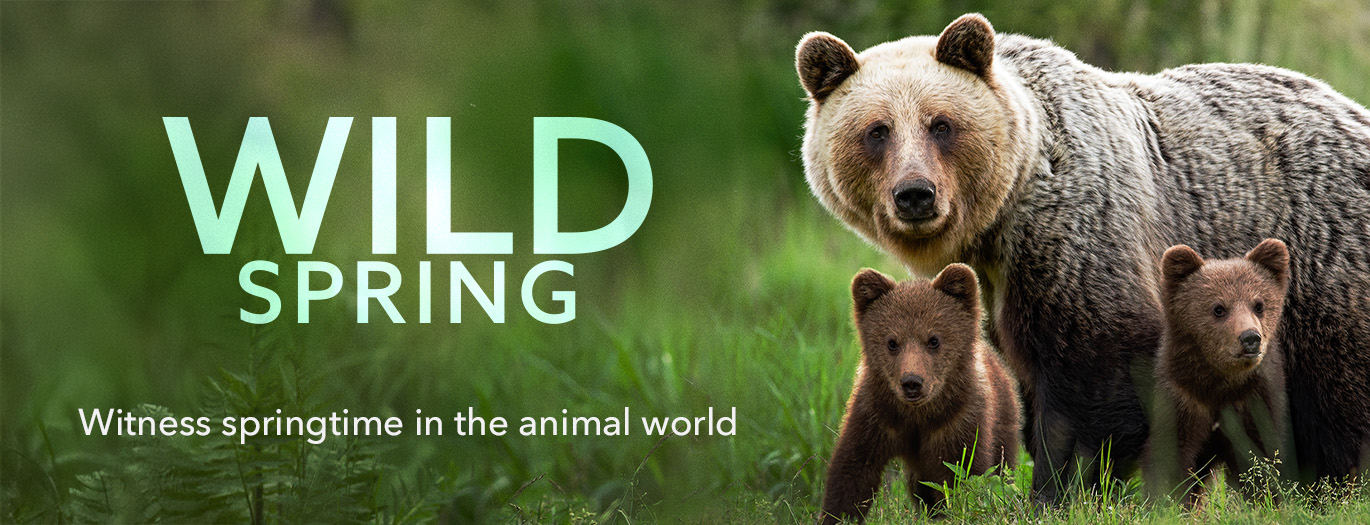 wildspring