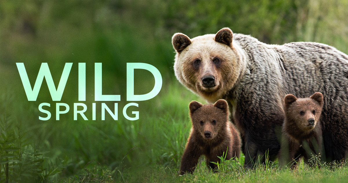 Wild Spring