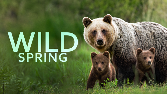 Wild Spring
