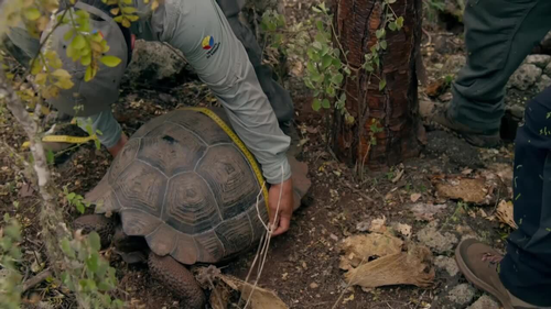 Martin Clunes: Islands of the Pacific - Galapagos