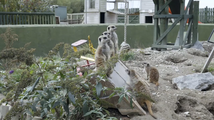 Saving Britain's Worst Zoo