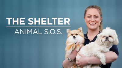 The Shelter: Animal S.O.S. - Documentary category image