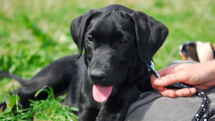 Martin Clunes Wild Life Trailer image