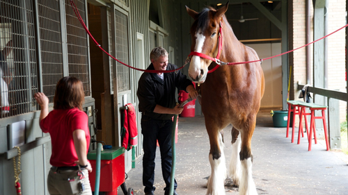 Martin Clunes's Wild Life - Martin Clunes: Heavy Horsepower